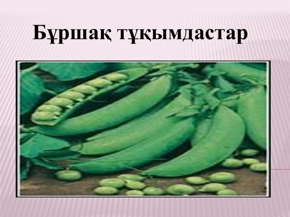 Бұршақ тұқымдастар