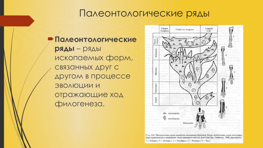 Методы изучения эволюции. Палеонтологические методы изучения эволюции таблица. Методы изучения филогенеза. Палеонтологические методы изучения. Палеонтологический способ изучения эволюции.