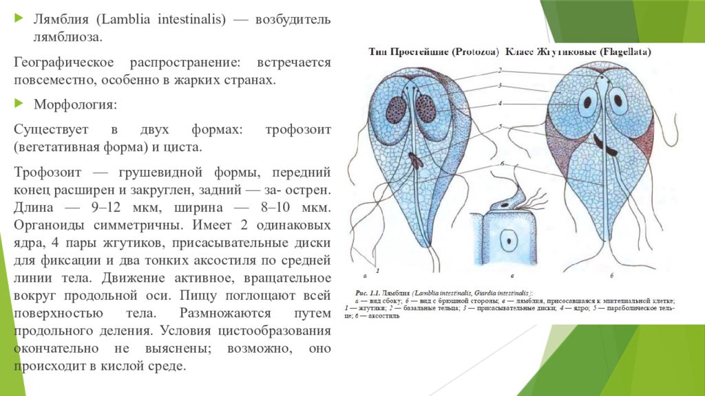 Лямбия. Лямблия интестиналис строение. Вегетативная форма лямблии рисунок. Морфология лямблия интестиналис. Лямблия кишечная морфология.