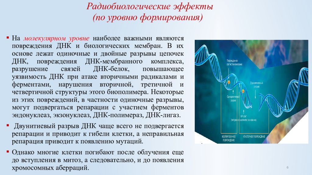 Наиболее важным является. Радиобиологические эффекты. Классификация радиобиологических эффектов. Радиобиологические эффекты в облучаемом организме. Уровни формирования радиобиологических эффектов.