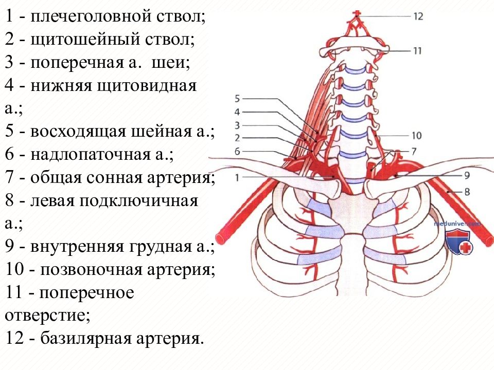 Шейные артерии схема