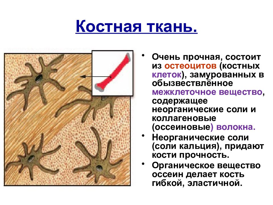 Костная ткань картинки