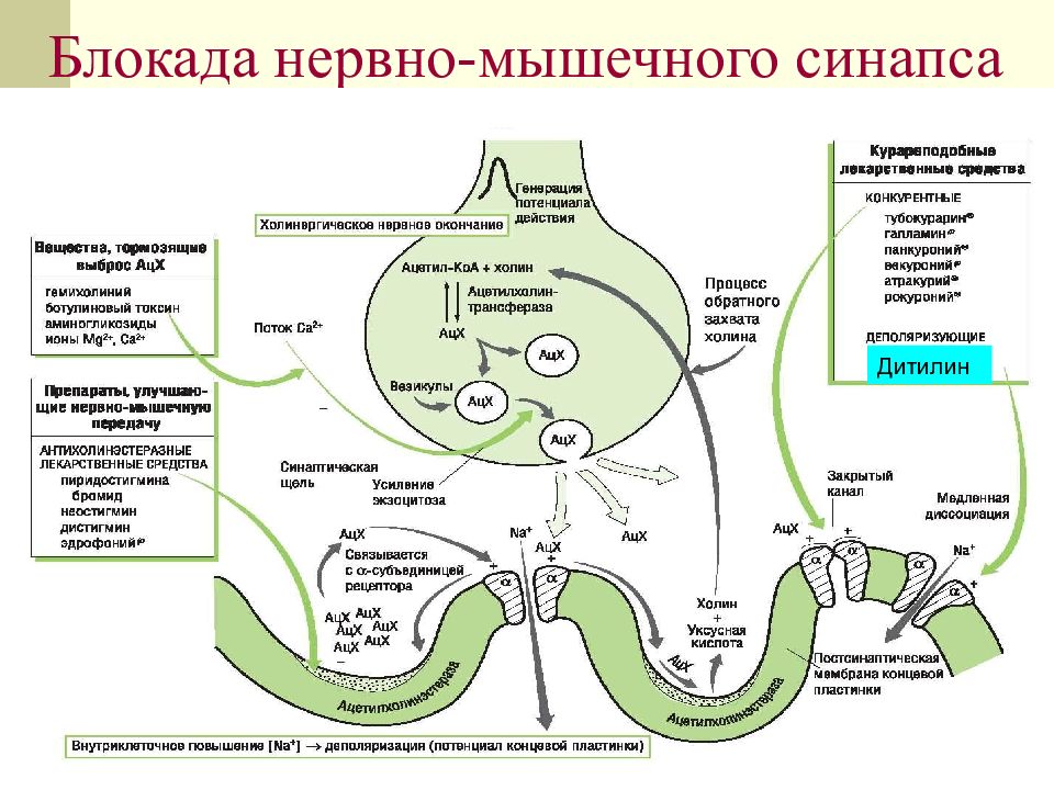 Повышенная нервно мышечная. Нервно-мышечный синапс физиология механизм. Блокада синаптической передачи возбуждения физиология. Механизмы блокады синаптической передачи. Нейромедиатор нервно- мышечных синапсов:.