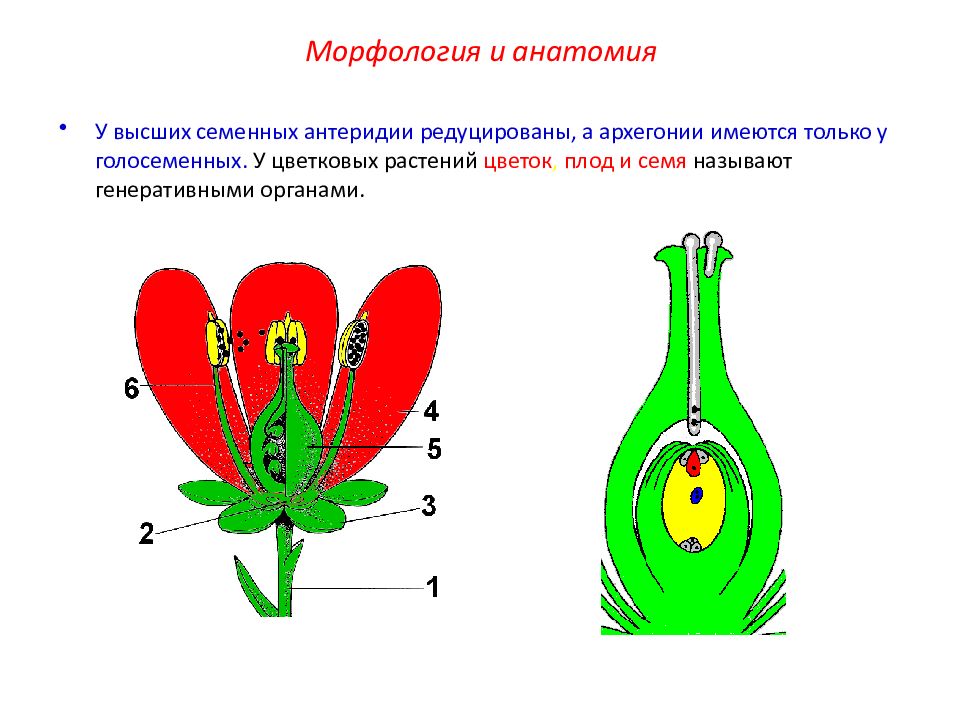 Строение генеративных органов цветка