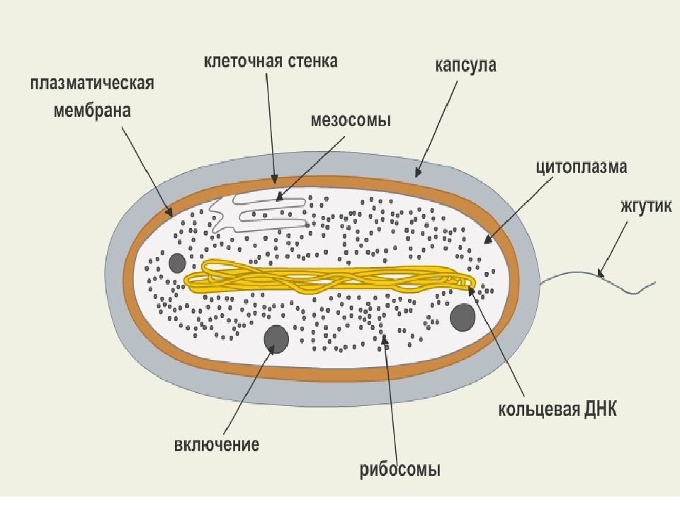 Схема строения клетки прокариот