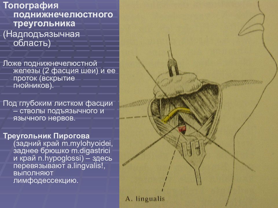 Операции на шее топографическая анатомия презентация