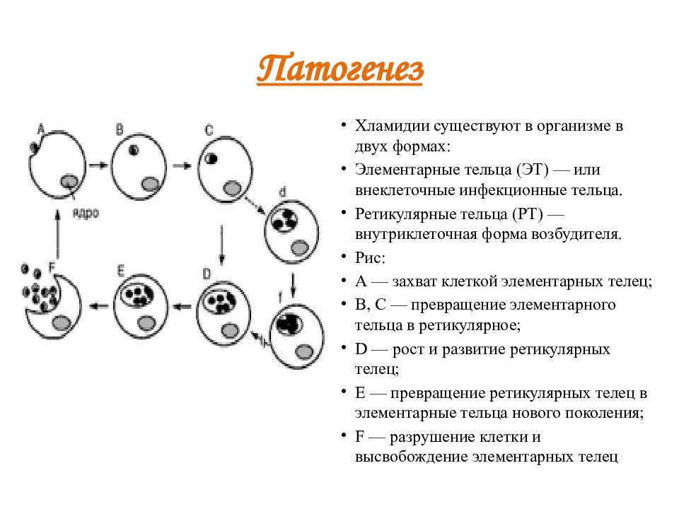 Цитомегаловирусная инфекция патогенез схема