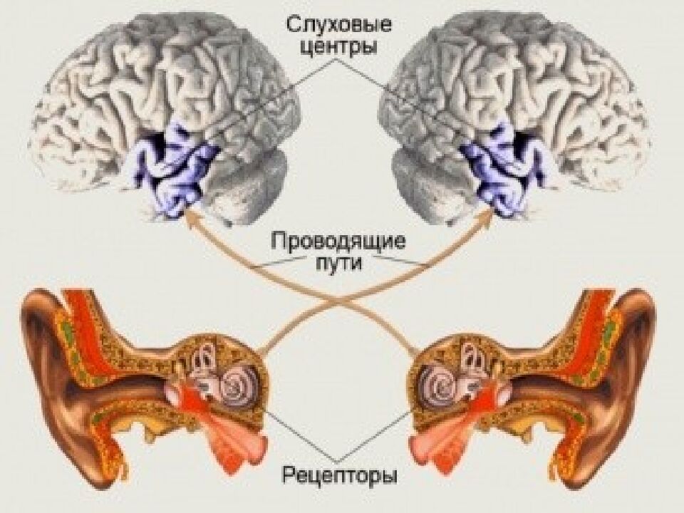 Проверка домашнего задания: I.Тест «Зрительный анализатор» (определить