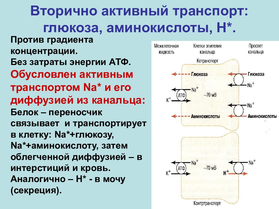 Транспорт натрия активный транспорт