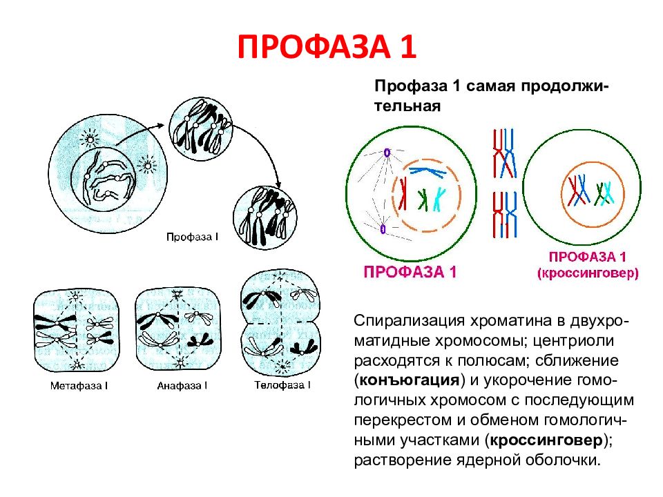 Количество днк в профазе 1. Профаза схема. Профаза мейоза конъюгация. Профаза строение. Центриоли в мейозе.