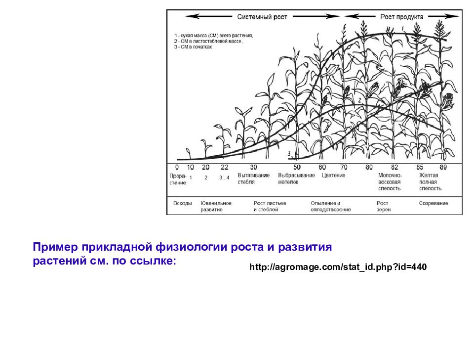 Развитие листьев. Пример роста и развития у растений. Рост и развитие листа. Развитие листа растения. Физиология роста.