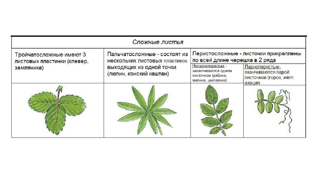 Листья простые или сложные жилкование листорасположение. Жилкование листа земляники. Листья земляники простые или сложные. Жилкование листа земляники Лесной. Земляника строение листа жилкование.