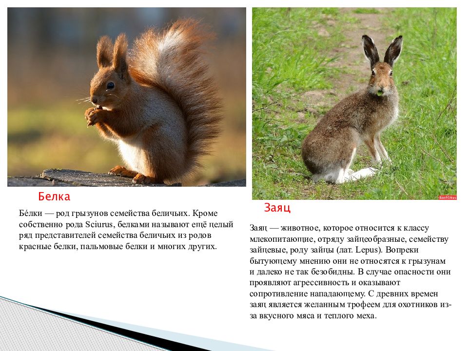 Многие думают что заяц впр. Белка и заяц. Семейство беличьи представители. Различие между зайцем и белкой. Различие зайца и белки.