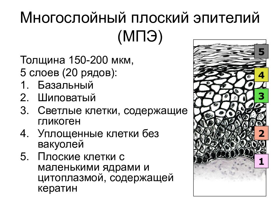 Плоский эпителий поверхностных и промежуточных слоев. Многослойный плоский эпителий шейки. Многослойный плоский эпителий шейки матки. Слои многослойного плоского эпителия. Слои эпителия шейки матки.