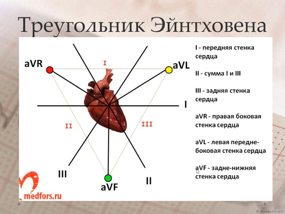 Основы экг презентация