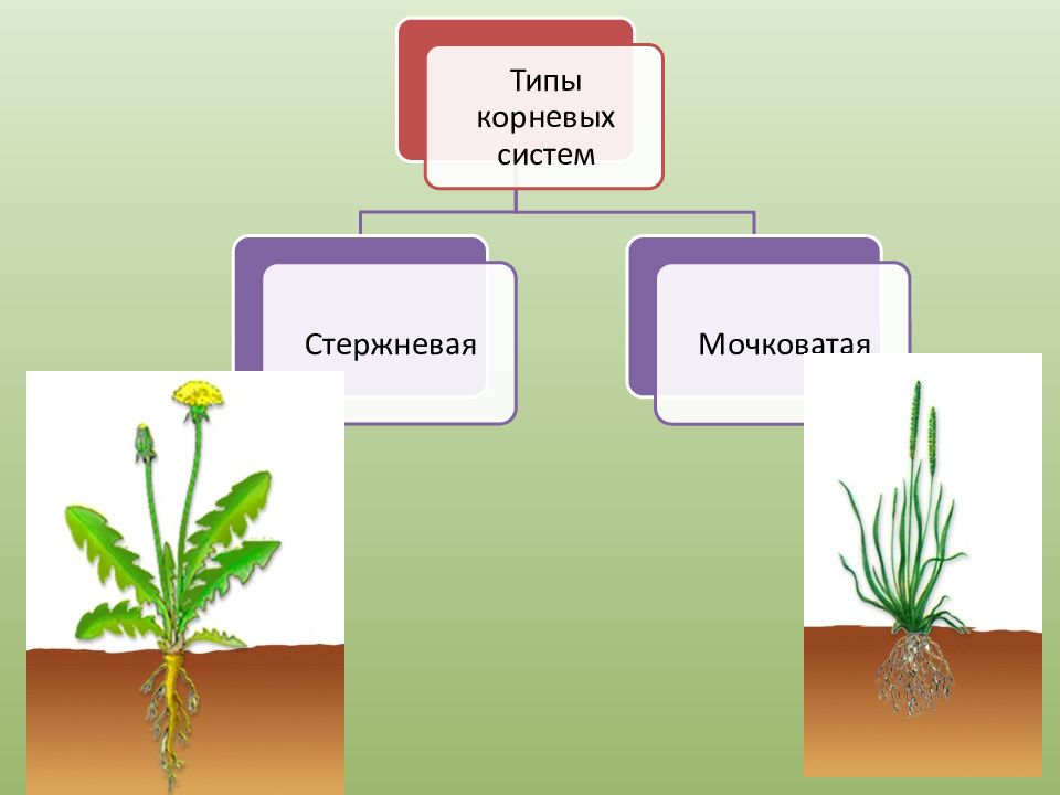 У двудольных растений мочковатая корневая система. Зоны корневой системы. Типы корневых систем. Стержневая и мочковатая корневая система. Типы корневых систем стержневая и мочковатая.