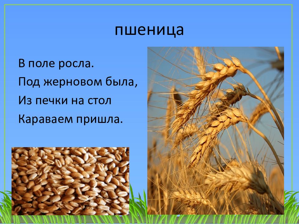 Вырастет колос. Пшеница с надписью. Зерновые презентация. Зерновые культуры презентация. Пшеница с надписью для детей.