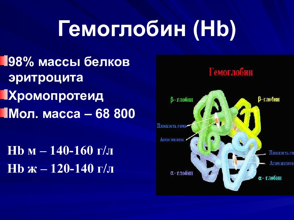 Какой белок в эритроцитах