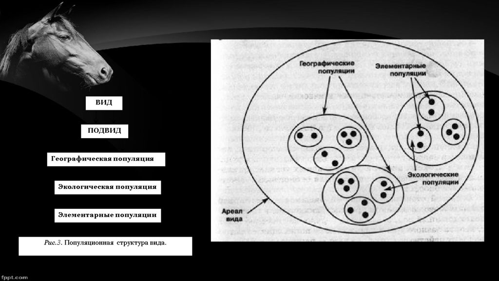 Особь вид популяция. Популяционная структура вида. Подвид. Состав популяции схема. Вид и популяция схема. -Популяция/ популяционная структура вида.