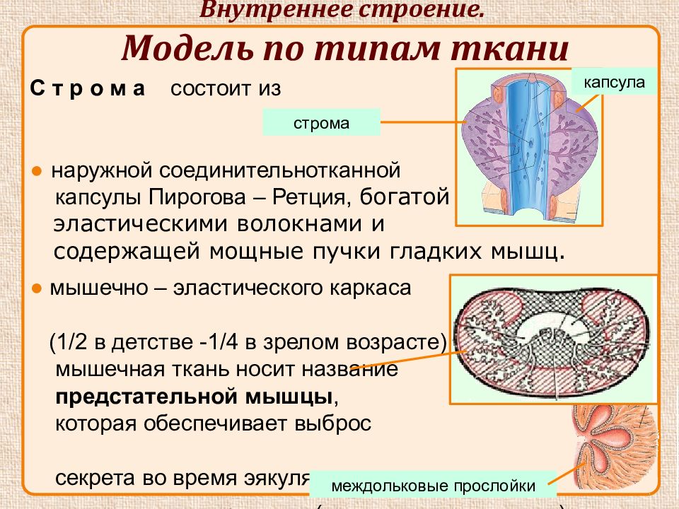 Классификация мужских половых органов по размерам. Из чего состоит мужская половая система.