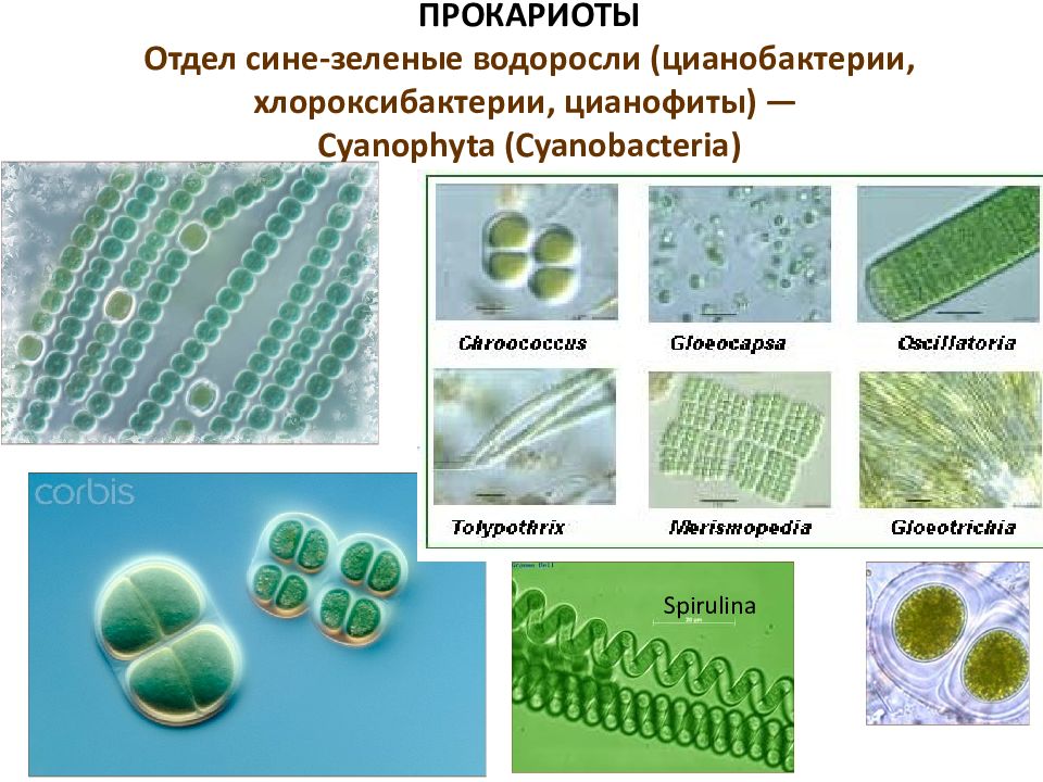 Сине зеленые водоросли презентация