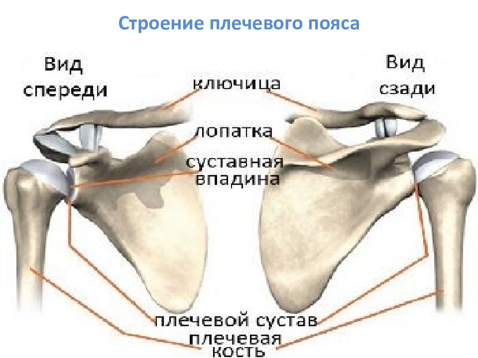 Строение ключицы человека в скелете. Акромион плечевого сустава. Подсуставной отросок лопатки. Анатомия плечевого сустава кости. Суставной отросток лопатки анатомия.