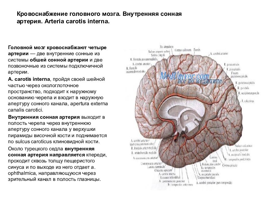 Свод головного мозга. Кровоснабжение мозгового отдела головы. Источник кровоснабжения передних отделов головного мозга. Кровоснабжения лобной доли головного мозга.