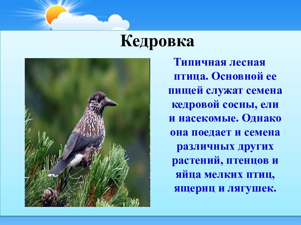 Птицы 2 класс. Кедровка птица описание. Информация о Кедровке. Птицы леса сообщение. Типичные птицы.