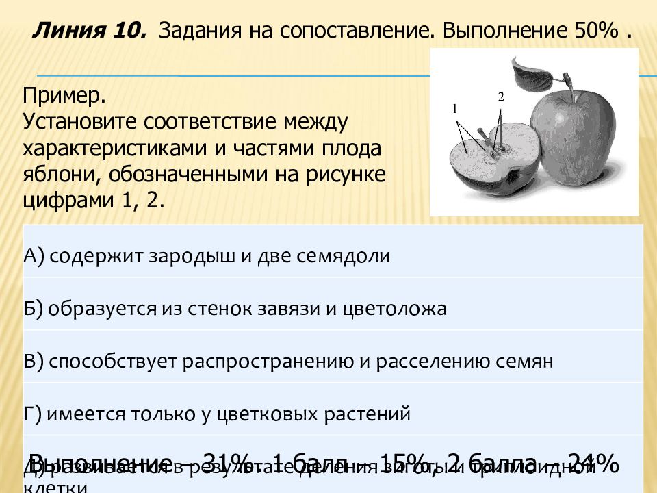 Каким номером на рисунке обозначен плод яблоко