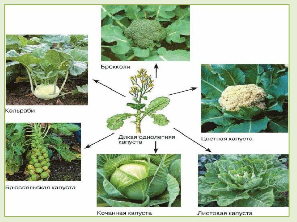 Многообразие и происхождение культурных растений