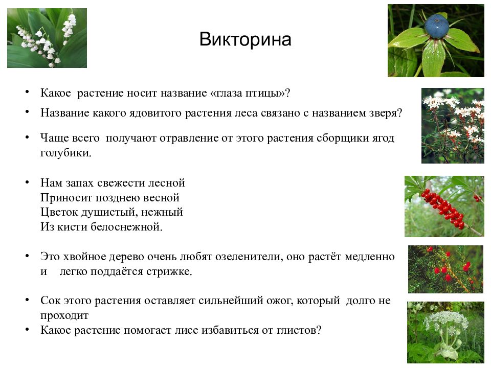 Лекарственные и ядовитые растения презентация для дошкольников