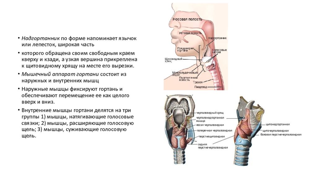Надгортанник закрывает. Надгортанник анатомия человека. Иннервация надгортанника. Надгортанник отделяет гортань от. Поверхности надгортанника.