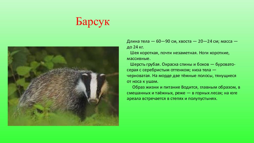 Барсук класс. Животные занесенные в красную книгу Чувашской Республики. Красная книга Чувашской Республики животные. Животные из красной книги Чувашии. Животное красной книги Чувашии.