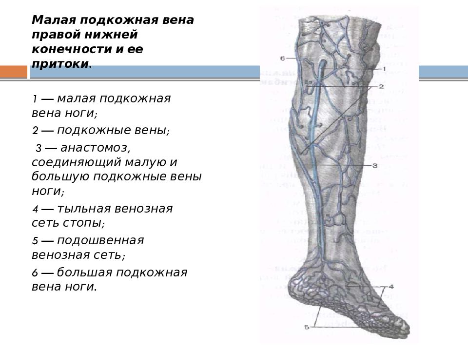 Вены нижних конечностей