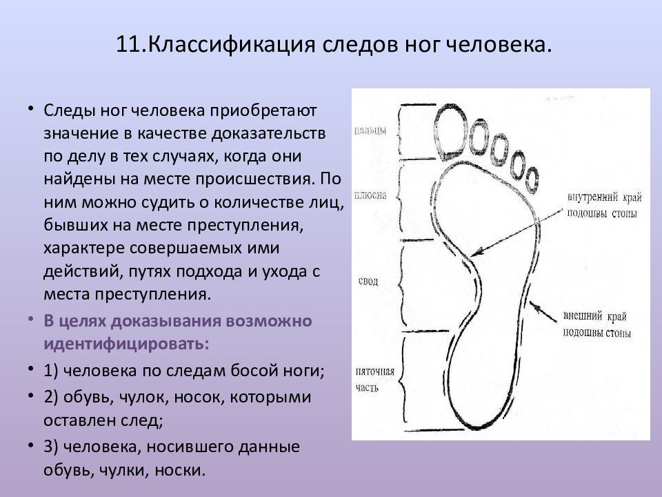 Обозначьте и укажите на рисунке части следа босой ноги криминалистика