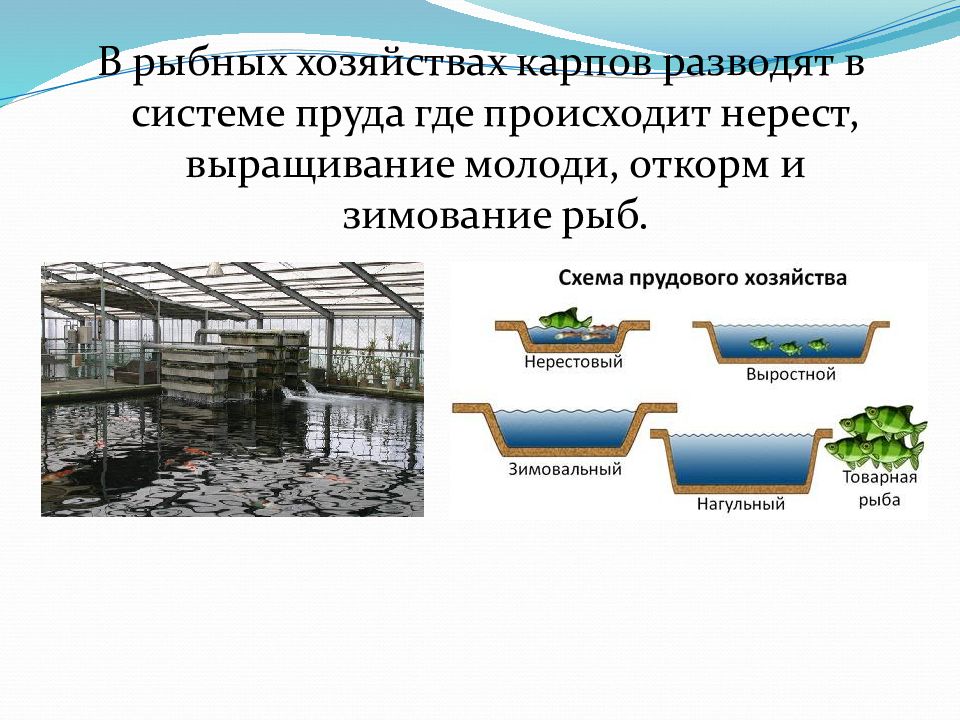 Охота и рыбное хозяйство 8 класс география презентация