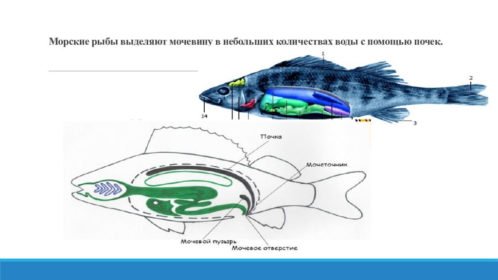 Почки у рыб. Строение выделительной системы рыб. Костные рыбы строение выделительной системы. Выделительная система рыб 7 класс биология. Внутреннее строение рыбы выделительная система.