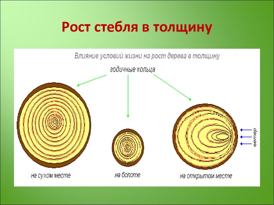 Рост стебля