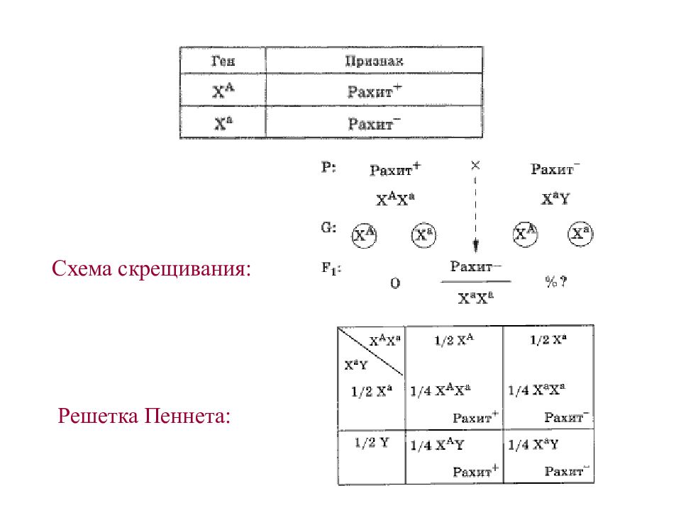 Решетка пеннета