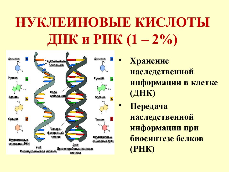 Структура и функции нуклеиновых кислот презентация 11 класс пономарева