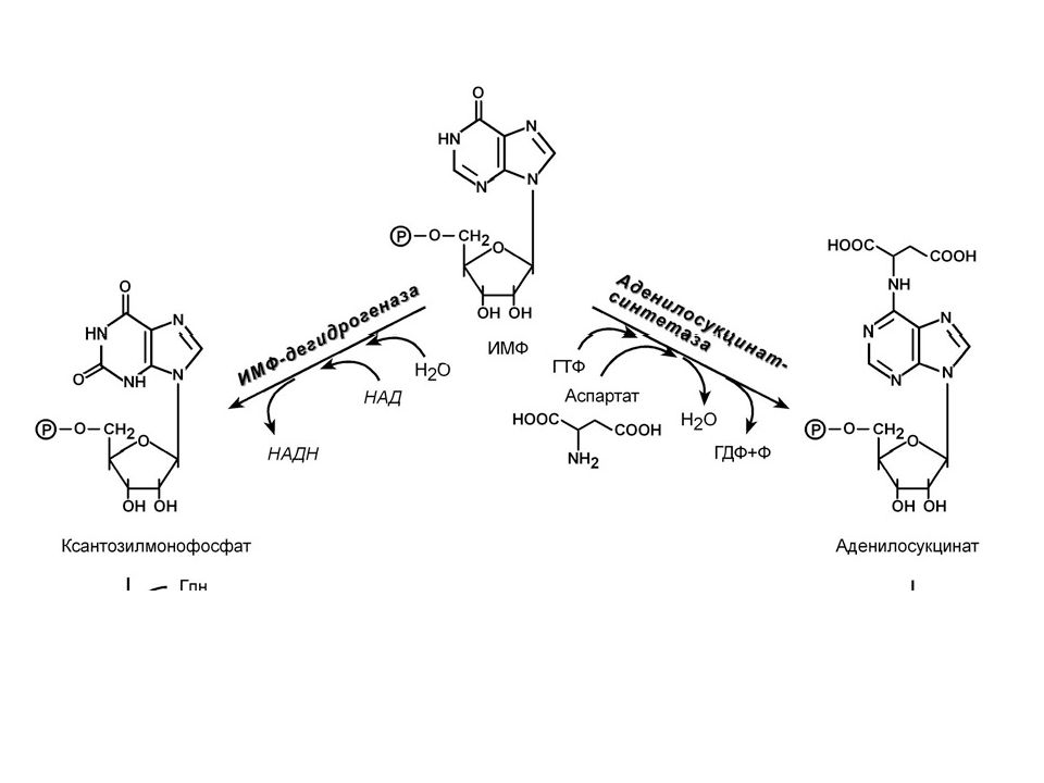 Перемещение нуклеотидов. Схема образования амф и ГМФ из ИМФ. Синтез амф и ГМФ из ИМФ. Реакции синтеза амф и ГМФ из ИМФ. Образование амф и ГМФ из ИМФ.