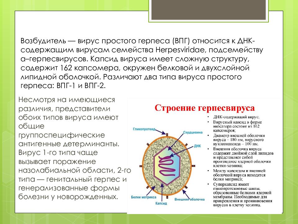 Вирусы герпеса презентация