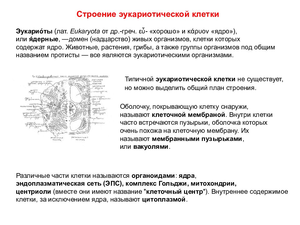 Понятие строение. Строение термин. Характеристика эукариотической клетки. Клетка: определение понятия, общий план строения.. Жизненный цикл эукариотической клетки.