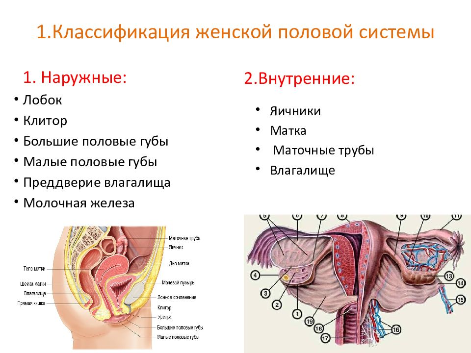 Железа женские органы