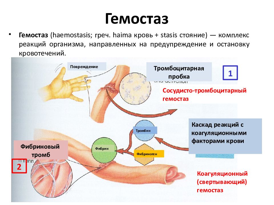 Коагуляционный гемостаз презентация