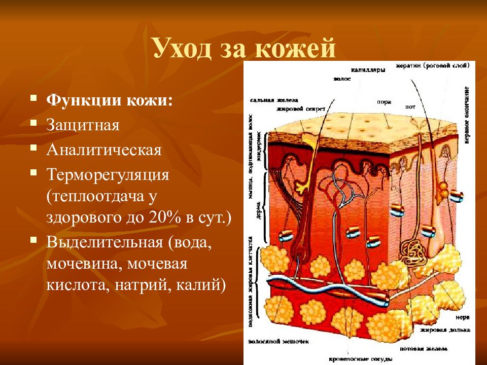 Функции кожи. Защитная функция кожи. Функции кожи фото. Слои кожи и их функции таблица.