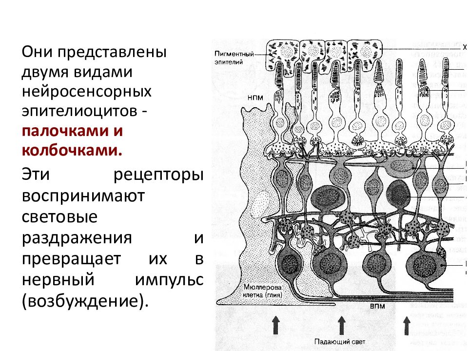 Нейросенсорные клетки сетчатки. Взаимное расположение векторов силы и скорости. Представлены несколько. Эластический музей. Две коровы пасутся.