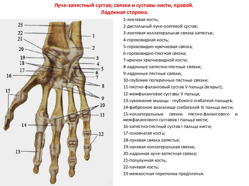 Межфаланговые суставы