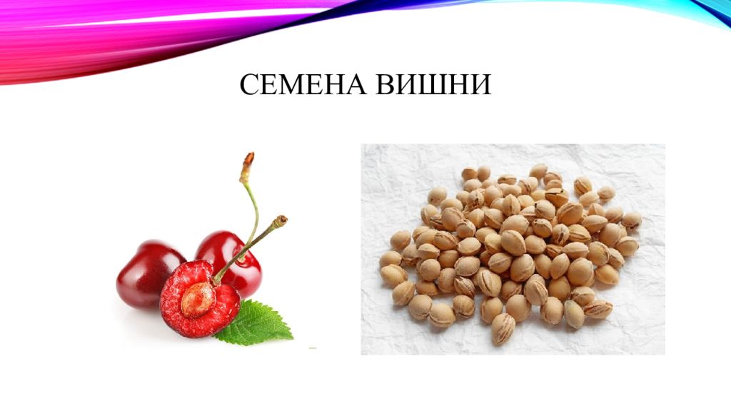 Какой тип семян у вишни. Плодоножка, околоплодник, семя. Плод вишни костянка. Свежие плоды классификация. Плод вишни в разрезе.