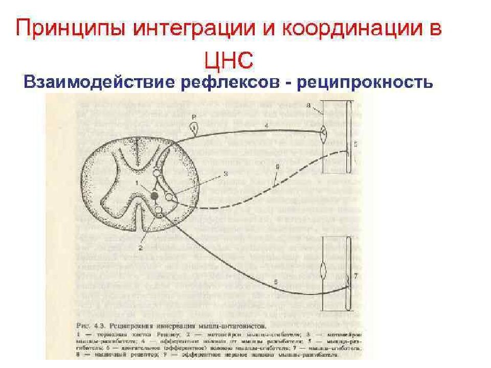 Лекция 5 Физиология нервной системы